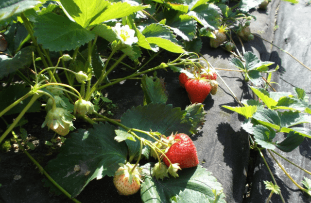 Description and characteristics of remontant strawberries Malga (Malga)