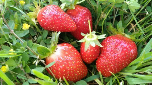 Description and characteristics of remontant strawberries Malga (Malga)