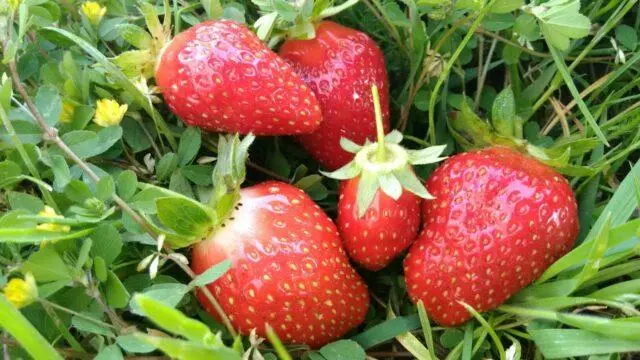 Description and characteristics of remontant strawberries Malga (Malga)