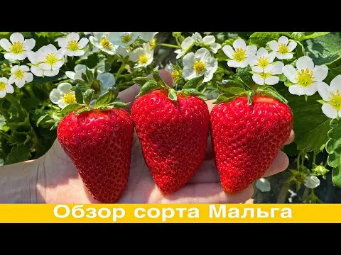 Description and characteristics of remontant strawberries Malga (Malga)