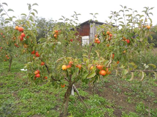 Description and features of the Champion apple variety