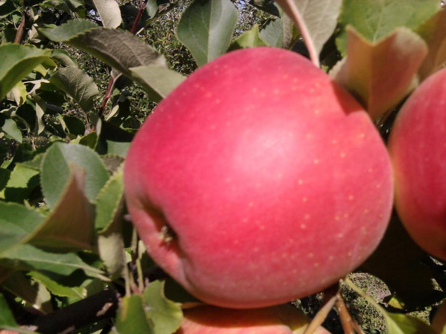 Description and features of the Champion apple variety