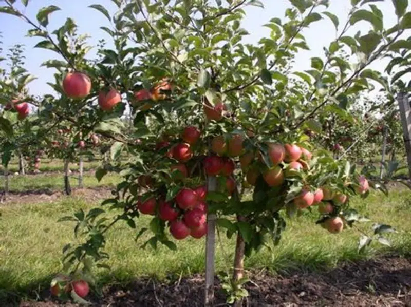 Description and features of the Champion apple variety