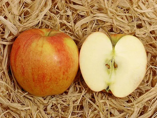 Description and features of the Champion apple variety