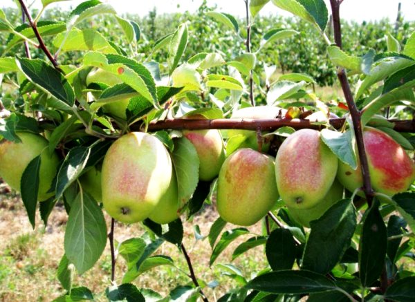 Description and origin of the Sinap kandil apple variety