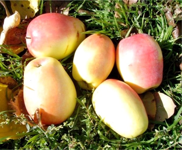 Description and origin of the Sinap kandil apple variety