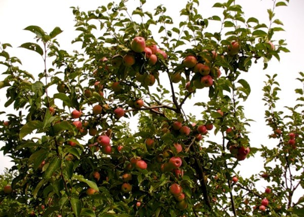 Description and origin of the Sinap kandil apple variety