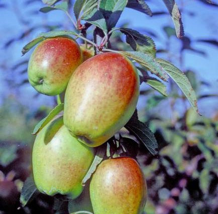 Description and origin of the Sinap kandil apple variety