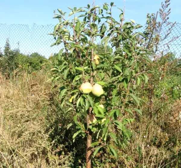 Description and origin of the Sinap kandil apple variety