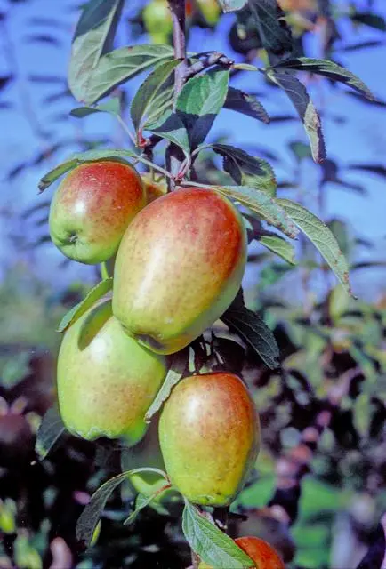 Description and origin of the Sinap kandil apple variety