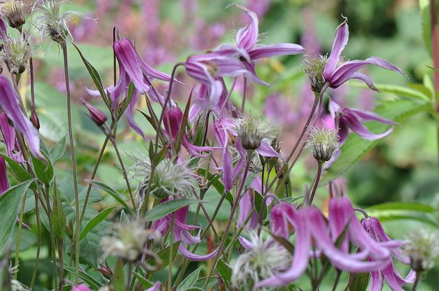 Description and photo of bush clematis