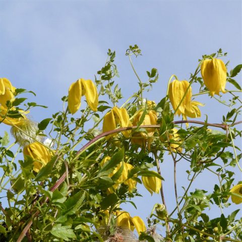 Description and photo of bush clematis