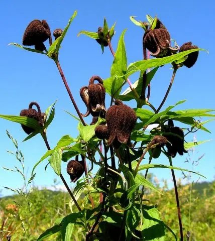 Description and photo of bush clematis