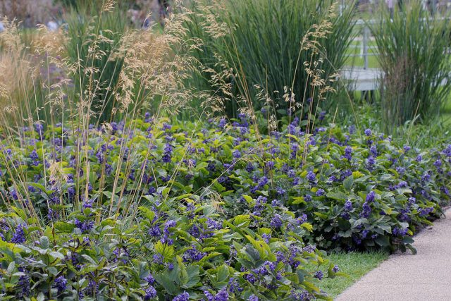 Description and photo of bush clematis