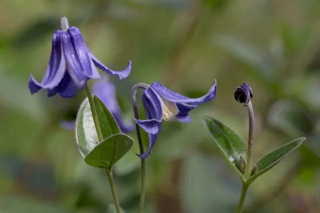 Description and photo of bush clematis