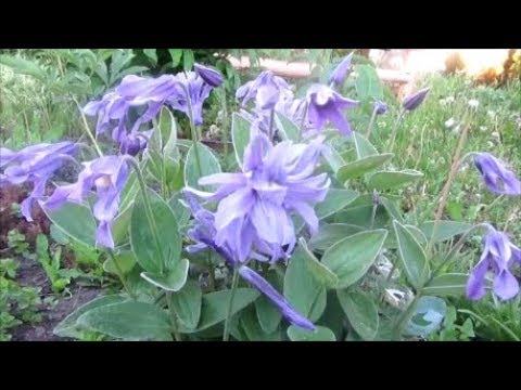 Description and photo of bush clematis