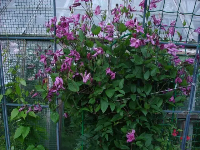 Description and photo of bush clematis