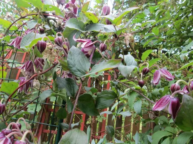 Description and photo of bush clematis