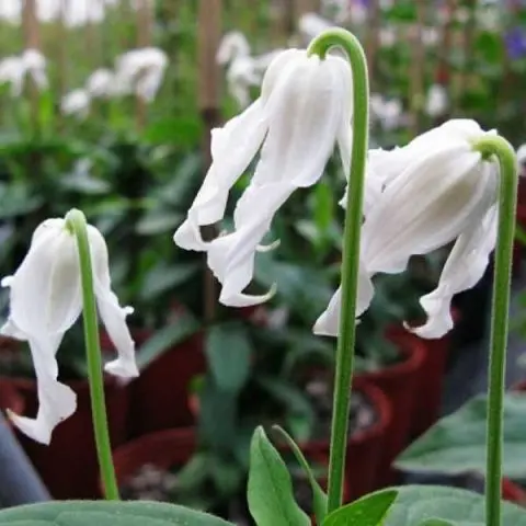 Description and photo of bush clematis