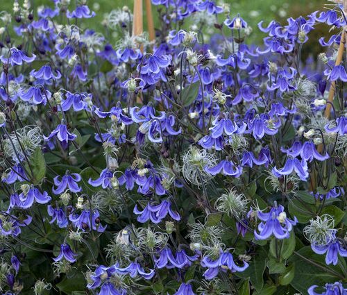 Description and photo of bush clematis