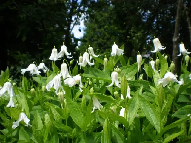 Description and photo of bush clematis