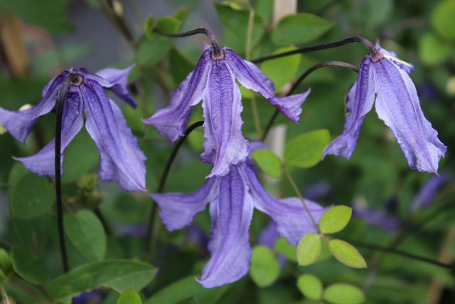 Description and photo of bush clematis