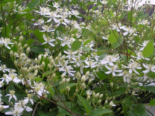 Description and photo of bush clematis