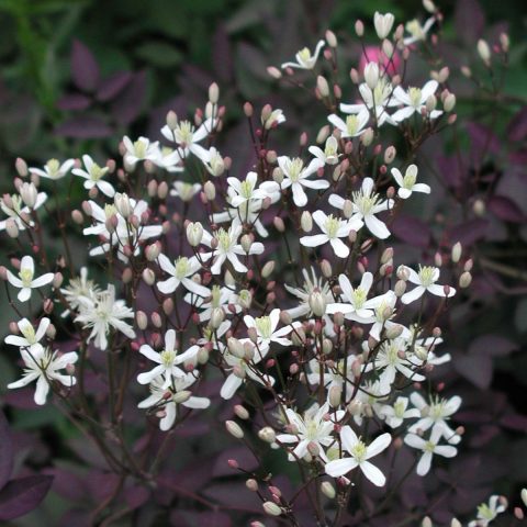 Description and photo of bush clematis