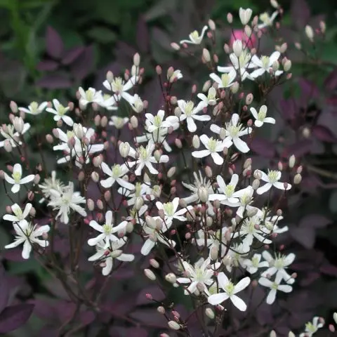 Description and photo of bush clematis