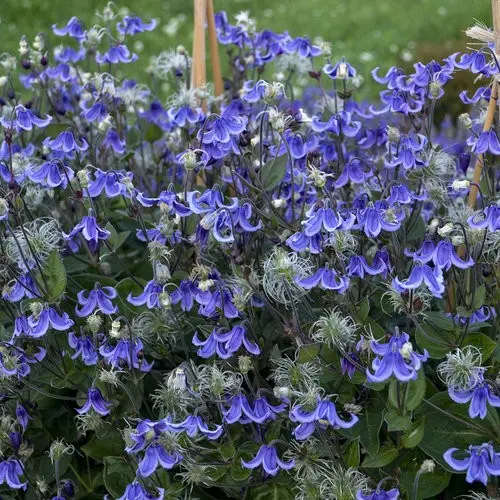 Description and photo of bush clematis