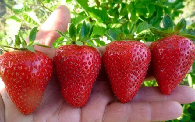 Description and photo of the strawberry variety Aprica (Aprica)