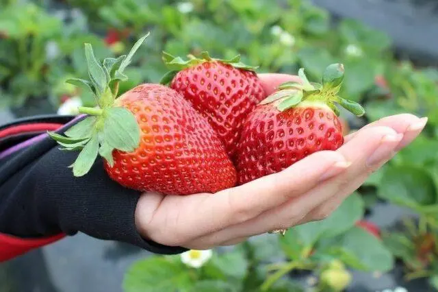 Description and photo of the strawberry variety Aprica (Aprica)