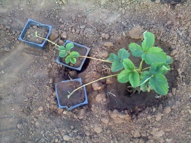 Description and photo of the strawberry variety Aprica (Aprica)