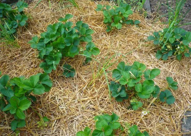 Description and photo of the strawberry variety Aprica (Aprica)