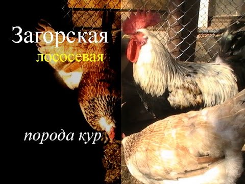 Description and productivity of chickens of the Zagorsk salmon breed