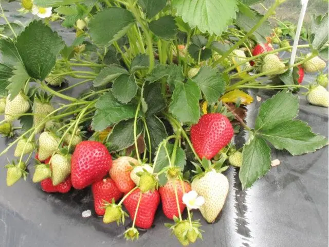 Description, characteristics and photos of strawberries Sonsation (Sensation)