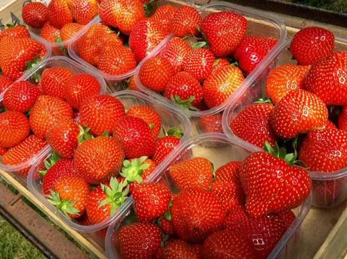 Description, characteristics and photos of strawberries Sonsation (Sensation)