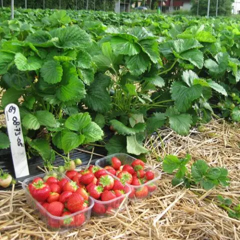 Description, characteristics and photos of strawberries Sonsation (Sensation)