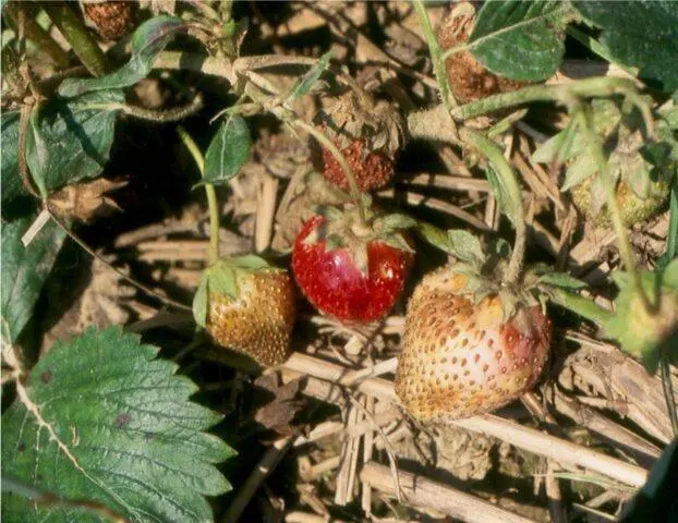 Description, characteristics and photos of strawberries Sonsation (Sensation)