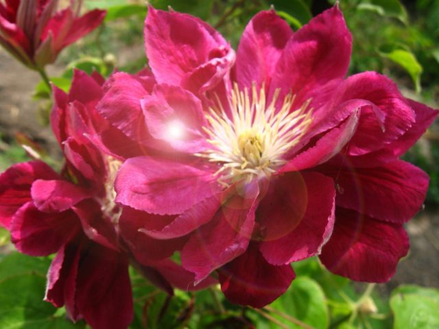 Description Clematis Red Star