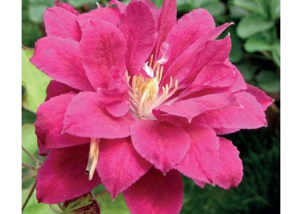 Description Clematis Red Star