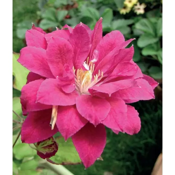 Description Clematis Red Star