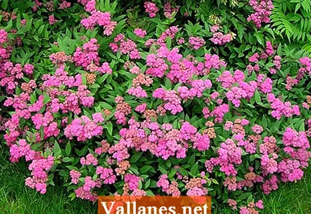 Description of Antonia Vaterer&#8217;s spirea