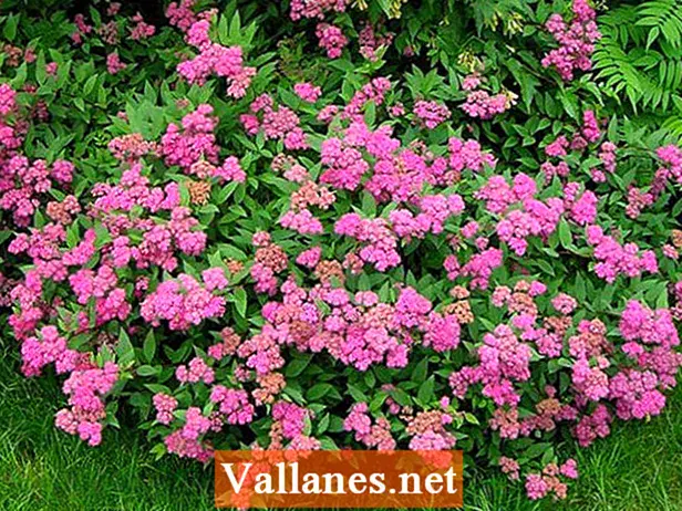 Description of Antonia Vaterer&#8217;s spirea