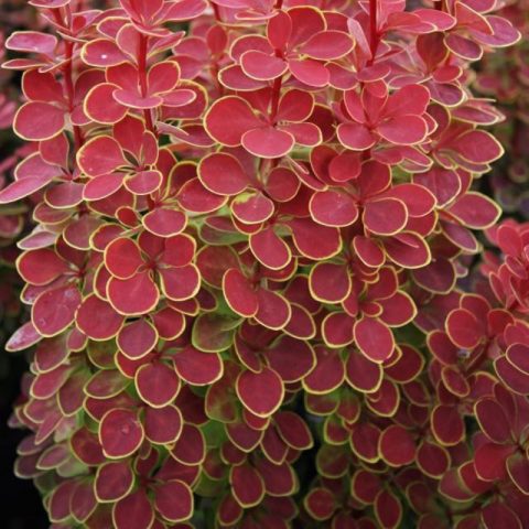 Description of barberry Orange Sunrise (Berberis thunbergii Orange Sunrise)