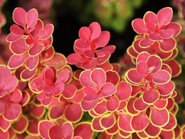 Description of barberry Orange Sunrise (Berberis thunbergii Orange Sunrise)