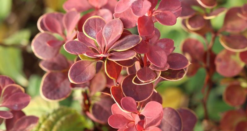 Description of barberry Orange Sunrise (Berberis thunbergii Orange Sunrise)