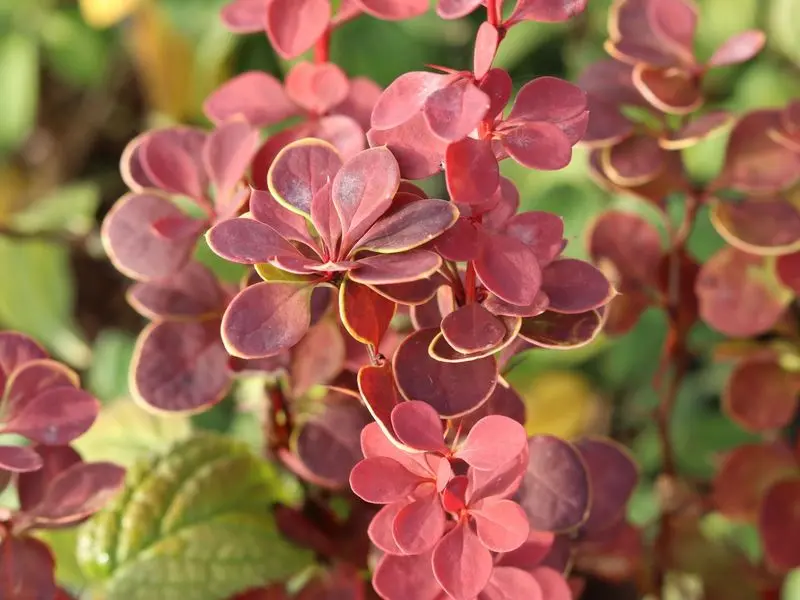 Description of barberry Orange Sunrise (Berberis thunbergii Orange Sunrise)