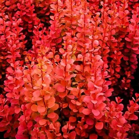 Description of barberry Rocket Orange (Berberis thunbergii Orange Rocket)