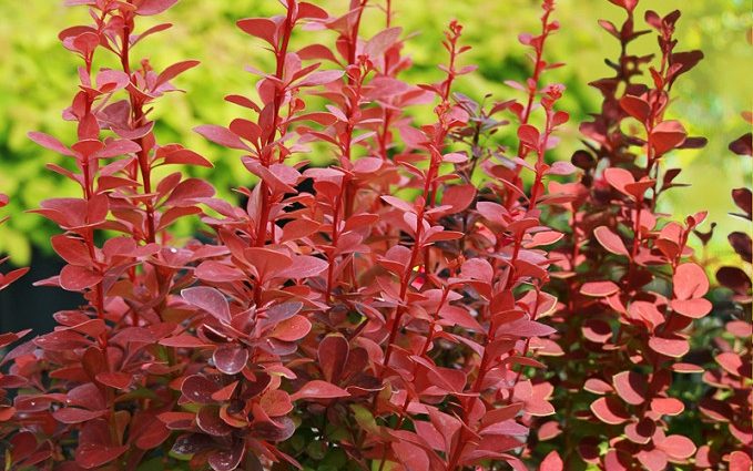 Description of barberry Rocket Orange (Berberis thunbergii Orange Rocket)